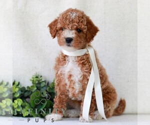 Goldendoodle (Miniature) Puppy for sale in NEWMANSTOWN, PA, USA