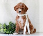 Small Goldendoodle (Miniature)