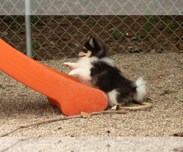 Medium Photo #2 Pomeranian Puppy For Sale in NAPPANEE, IN, USA