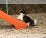 Small #1 Pomeranian