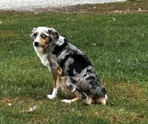 Mother of the Miniature American Shepherd puppies born on 10/13/2023