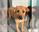 A257196 - Male German Shepherd Dog-Unknown Mix Dog for Adoption - Small photo