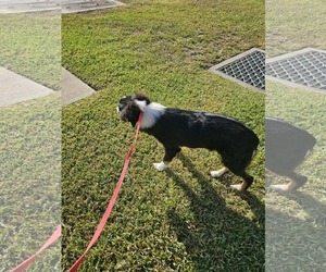 Chip *LOCAL* *MEET ME* - Male Australian Shepherd-Unknown Mix Dog for Adoption - Photo #3
