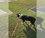 Small Photo #3 Australian Shepherd-Unknown Mix Puppy For Sale in Wakefield, RI, USA