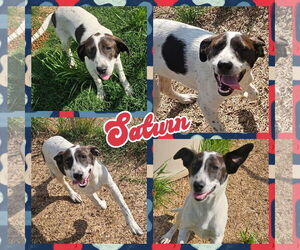 Border Collie Dogs for adoption in Blacksburg, SC, USA
