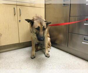 German Shepherd Dog-Unknown Mix Dogs for adoption in Riverside, CA, USA