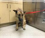 Small German Shepherd Dog Mix