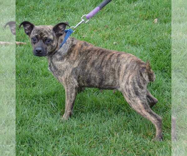 Medium Photo #5 Buggs Puppy For Sale in Huntley, IL, USA