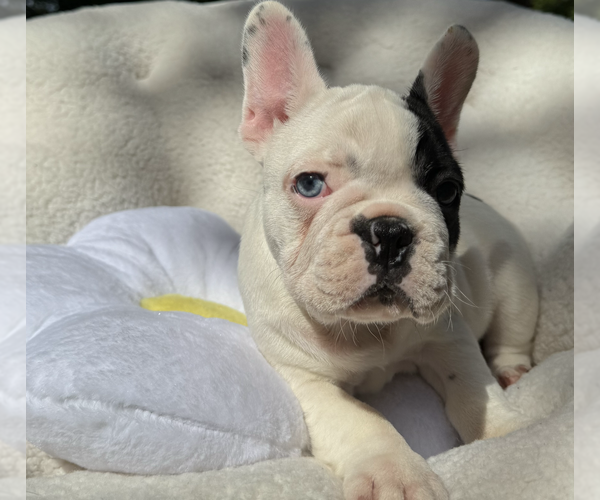 Medium Photo #10 French Bulldog Puppy For Sale in RENTON, WA, USA