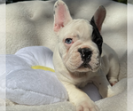 Small #9 French Bulldog