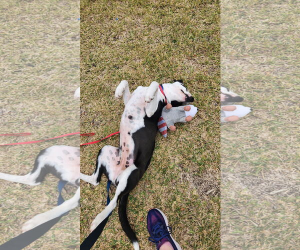 Medium Photo #2 Labrador Retriever-Unknown Mix Puppy For Sale in The Woodlands, TX, USA