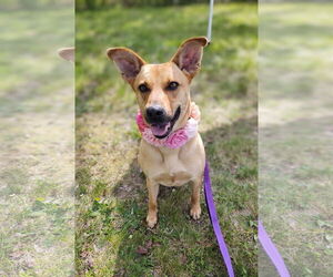 Mutt Dogs for adoption in Croydon, NH, USA