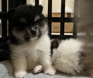 Pomeranian Puppy for sale in LAKEWOOD, WA, USA