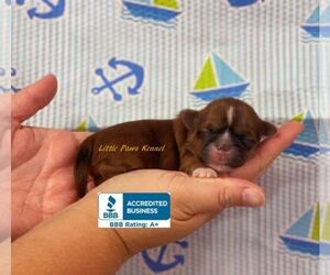 Shih Tzu Puppy for sale in WINNSBORO, LA, USA