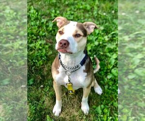 Mutt Dogs for adoption in New York, NY, USA