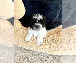 Zuchon Puppy for sale in BUFFALO, MN, USA