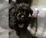 Small Photo #6 YorkiePoo Puppy For Sale in NEW BRITAIN, CT, USA
