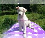 Small #7 German Shepherd Dog