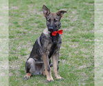 Small #11 German Shepherd Dog