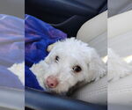 Small Poodle (Miniature) Mix