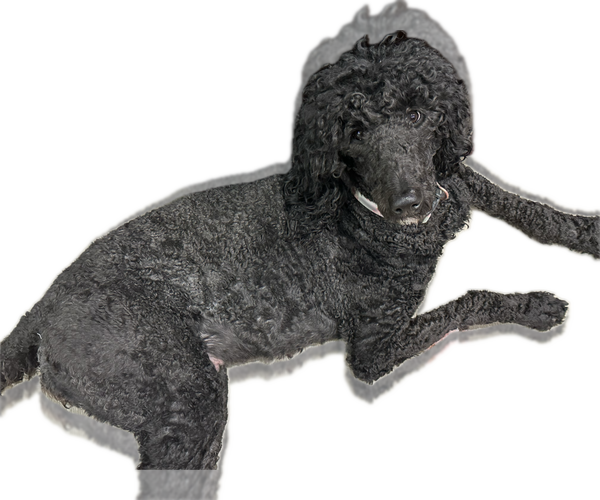 Medium Photo #9 Goldendoodle Puppy For Sale in MARICOPA, AZ, USA