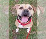 Small American Staffordshire Terrier