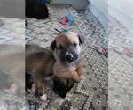 Small #10 Mutt