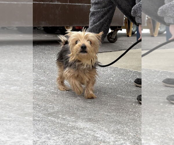 Medium Photo #4 Mutt Puppy For Sale in Utica, NY, USA