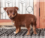Small #1 Chihuahua