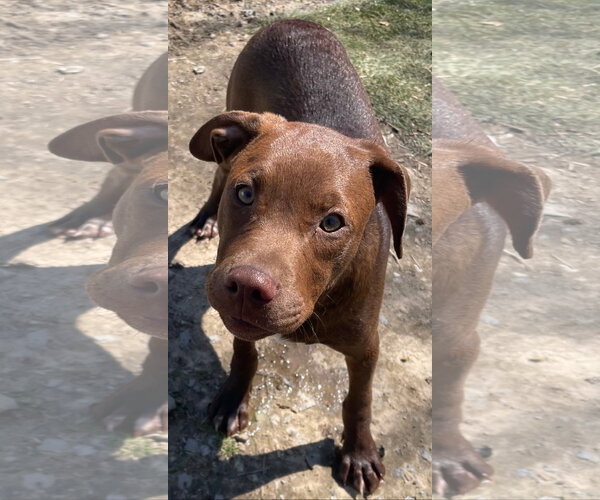 Medium Photo #1 Labrador Retriever-Unknown Mix Puppy For Sale in Tracy City, TN, USA