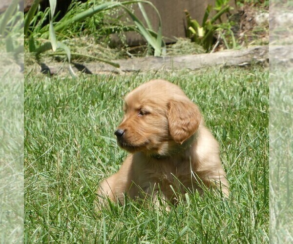 Medium Photo #4 Golden Retriever Puppy For Sale in WOLCOTT, VT, USA