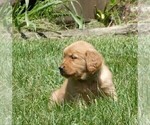 Small #3 Golden Retriever