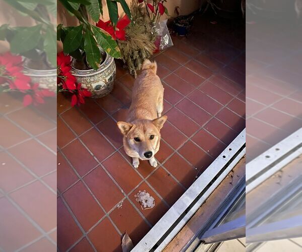 Full screen Photo #1 Shiba Inu Puppy For Sale in CORAL GABLES, FL, USA