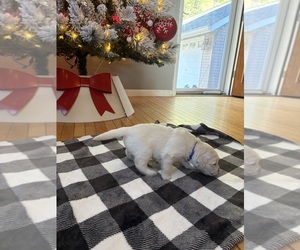 Medium English Cream Golden Retriever