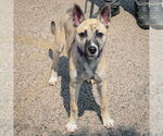 Small #3 Basenji-Boxer Mix