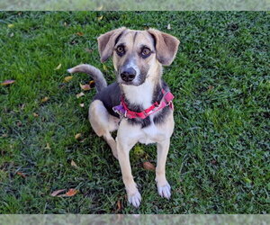 Harrier-Unknown Mix Dogs for adoption in San Clemente, CA, USA
