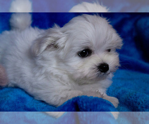 Maltese Puppy for sale in MANCHESTER, NH, USA