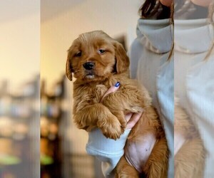 Golden Retriever Puppy for Sale in ARVADA, Colorado USA