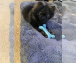 Small Photo #1 Pomeranian Puppy For Sale in ODON, IN, USA