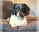 Small #1 Dachshund