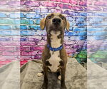 Small #4 Mutt
