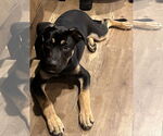 Small #5 Shepweiller