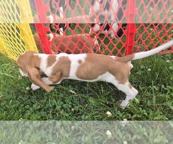 Medium Photo #4 Basset Hound Puppy For Sale in GREENVILLE, OH, USA