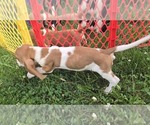 Small #3 Basset Hound