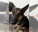 Small German Shepherd Dog