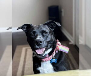American Staffordshire Terrier-Unknown Mix Dogs for adoption in Rosenberg, TX, USA