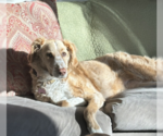 Small #2 Mutt