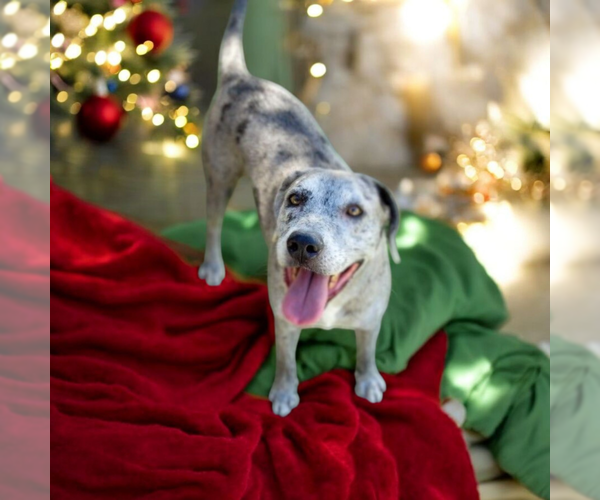 Medium Photo #1 Catahoula Leopard Dog-Labrador Retriever Mix Puppy For Sale in Vail, AZ, USA