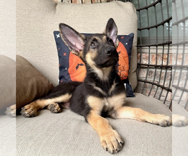 Medium Photo #1 German Shepherd Dog Puppy For Sale in GREENFIELD, IN, USA