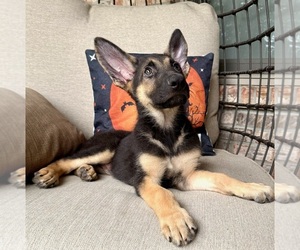 German Shepherd Dog Puppy for sale in GREENFIELD, IN, USA